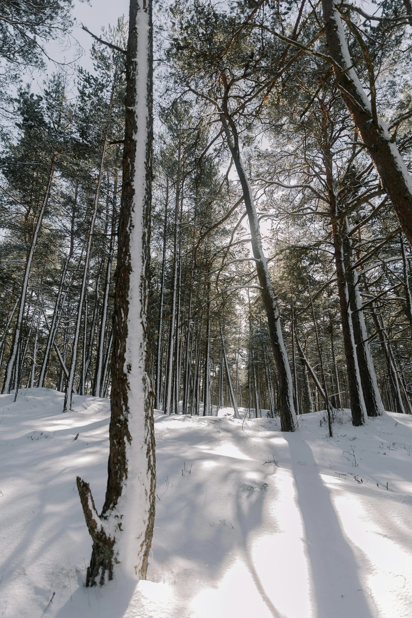 a very tall tree in the snow surrounded by pine trees