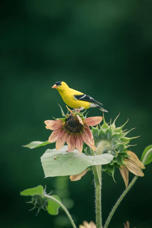 two birds sit on the back of a flower