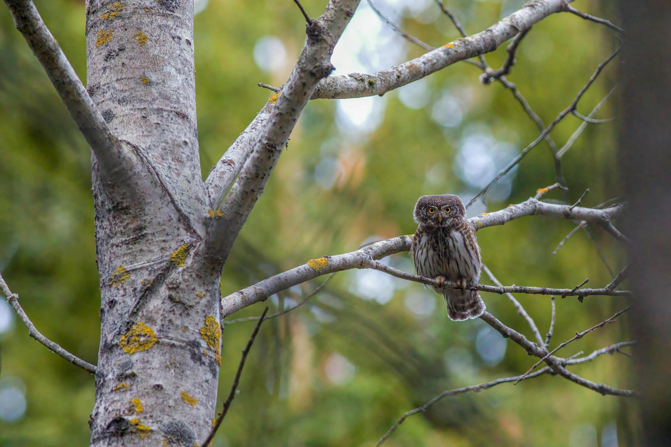 a little bird sits on top of the tree nch