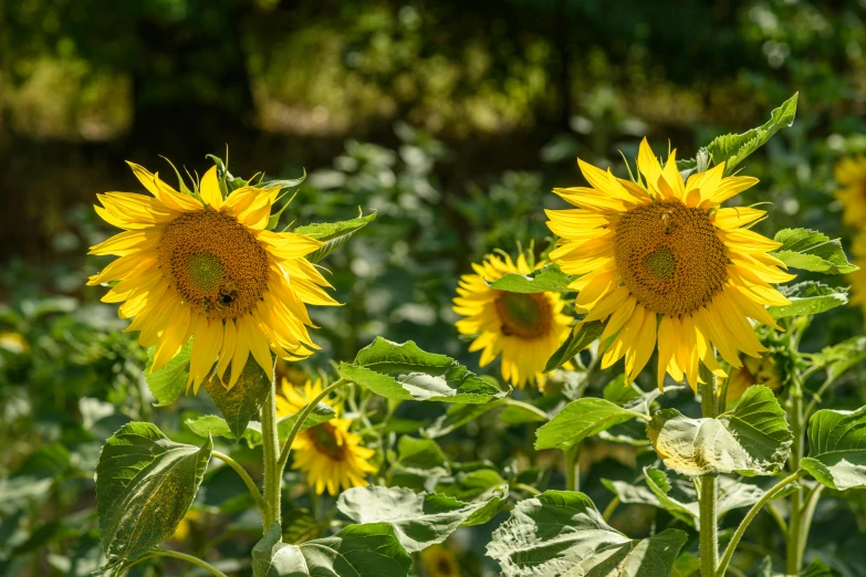 two large yellow sunflowers stand in the midst of a green field