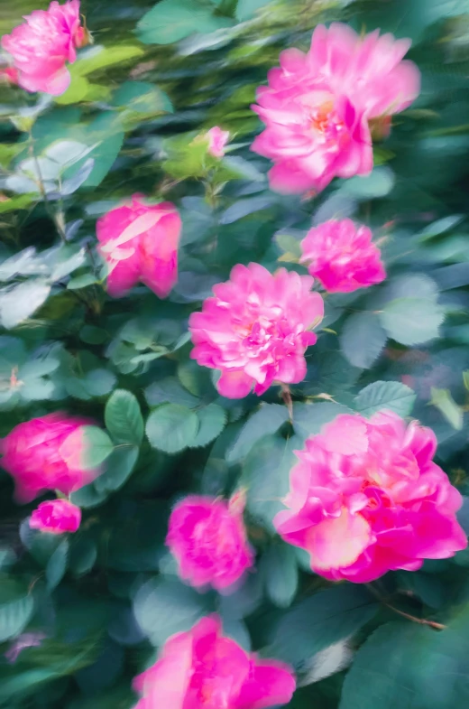 blurred image of roses on tree limbs