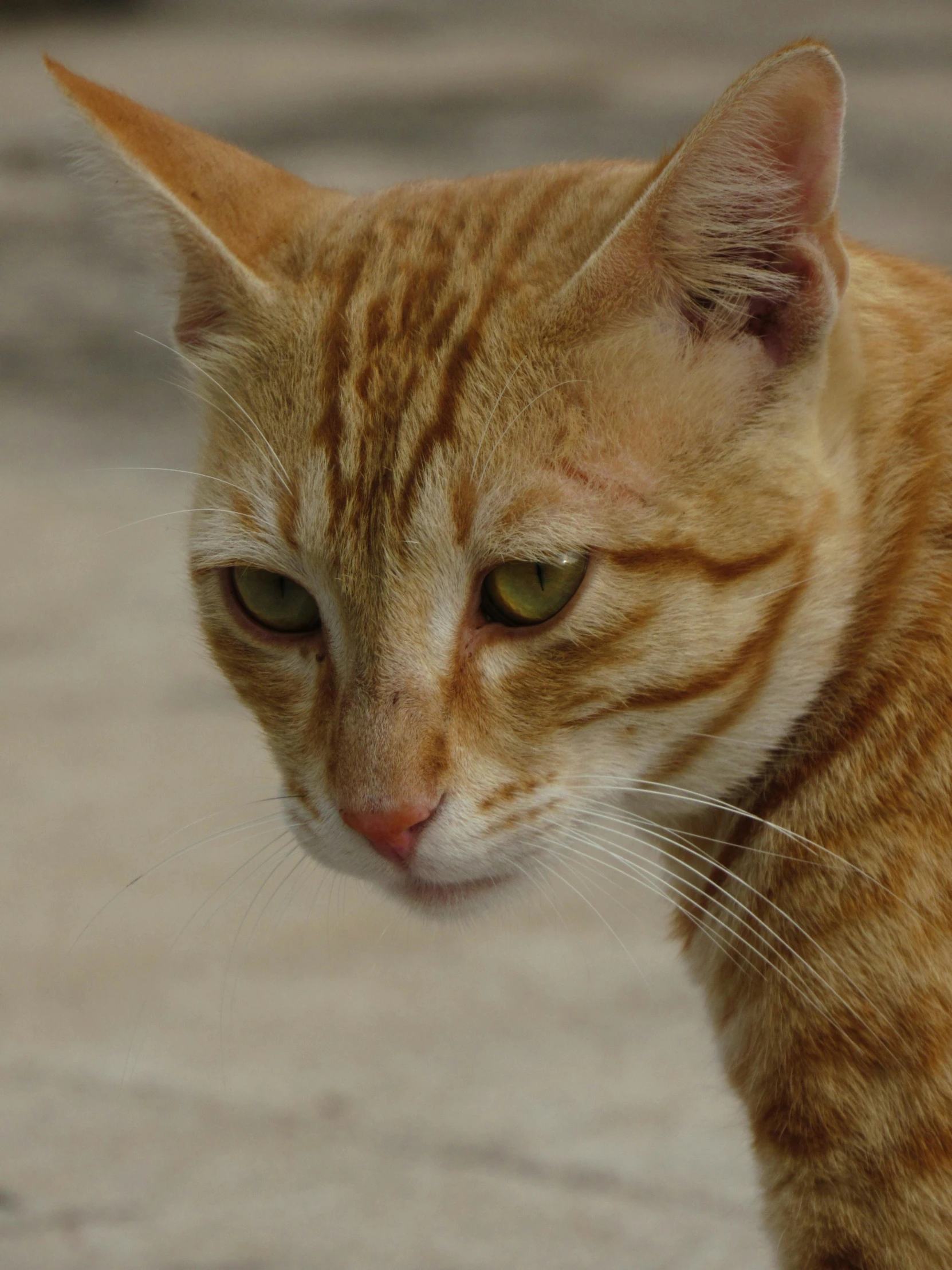 a cat looks intently at soing in the background