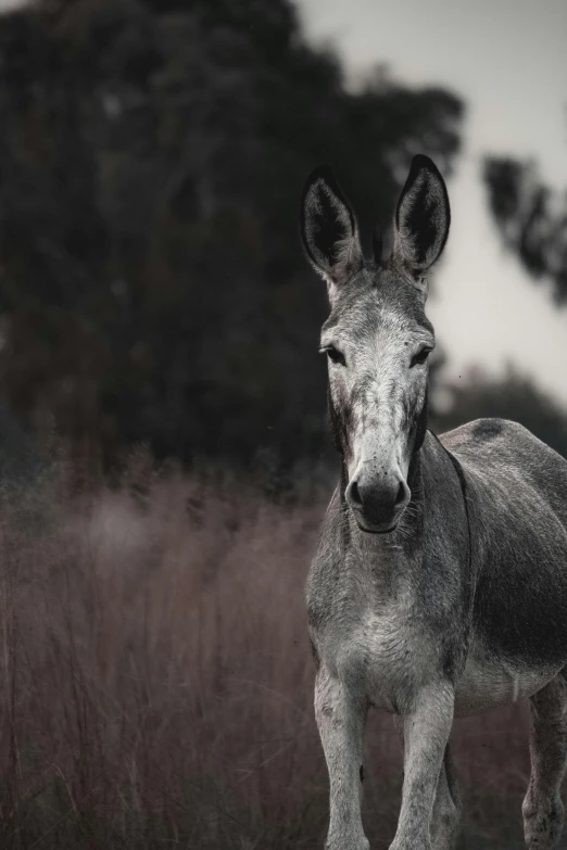 black and white po of a small, skinny donkey