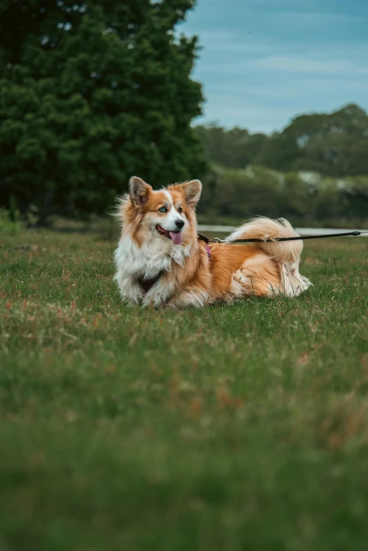 a brown and white dog laying in the grass on top of a field