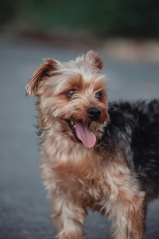 a brown and black dog standing on the street