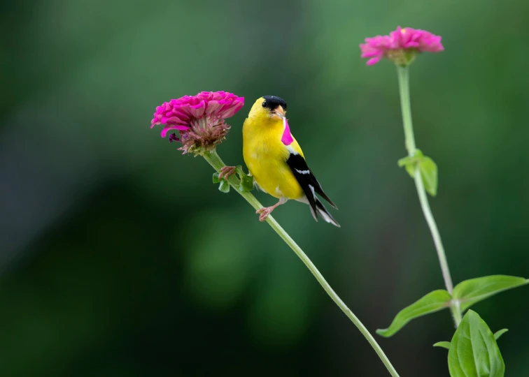 the bird is sitting on a pink flower