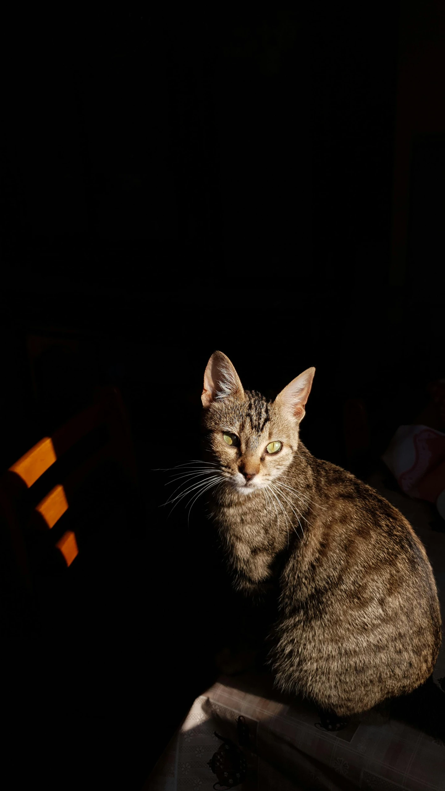 a cat is sitting in the dark next to a chair