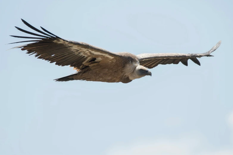 the large bird with long wings is flying through the sky