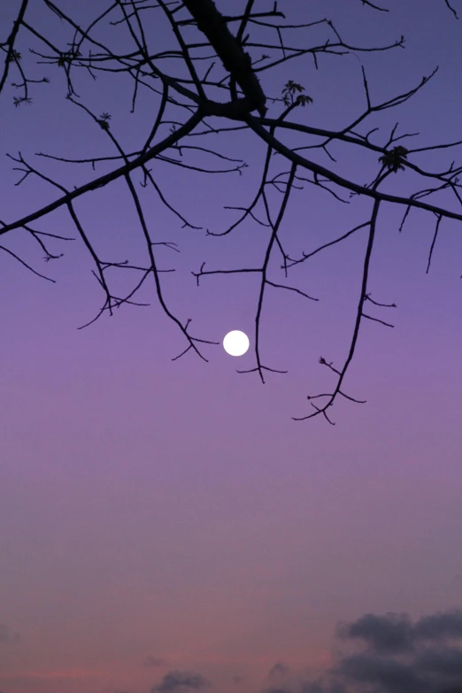 a tree nches with the moon in the sky behind