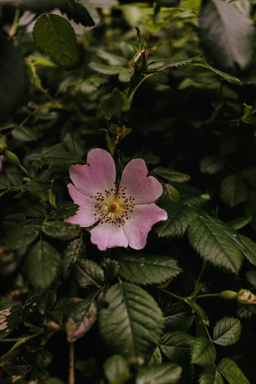 a pink flower that has been blooming on a tree