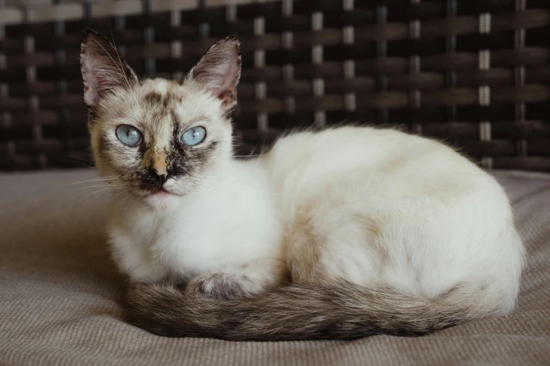 a small cat with blue eyes laying on a blanket