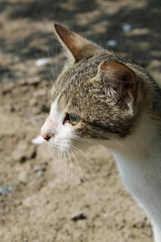 a cat staring in the distance with a dirt floor and grass behind it