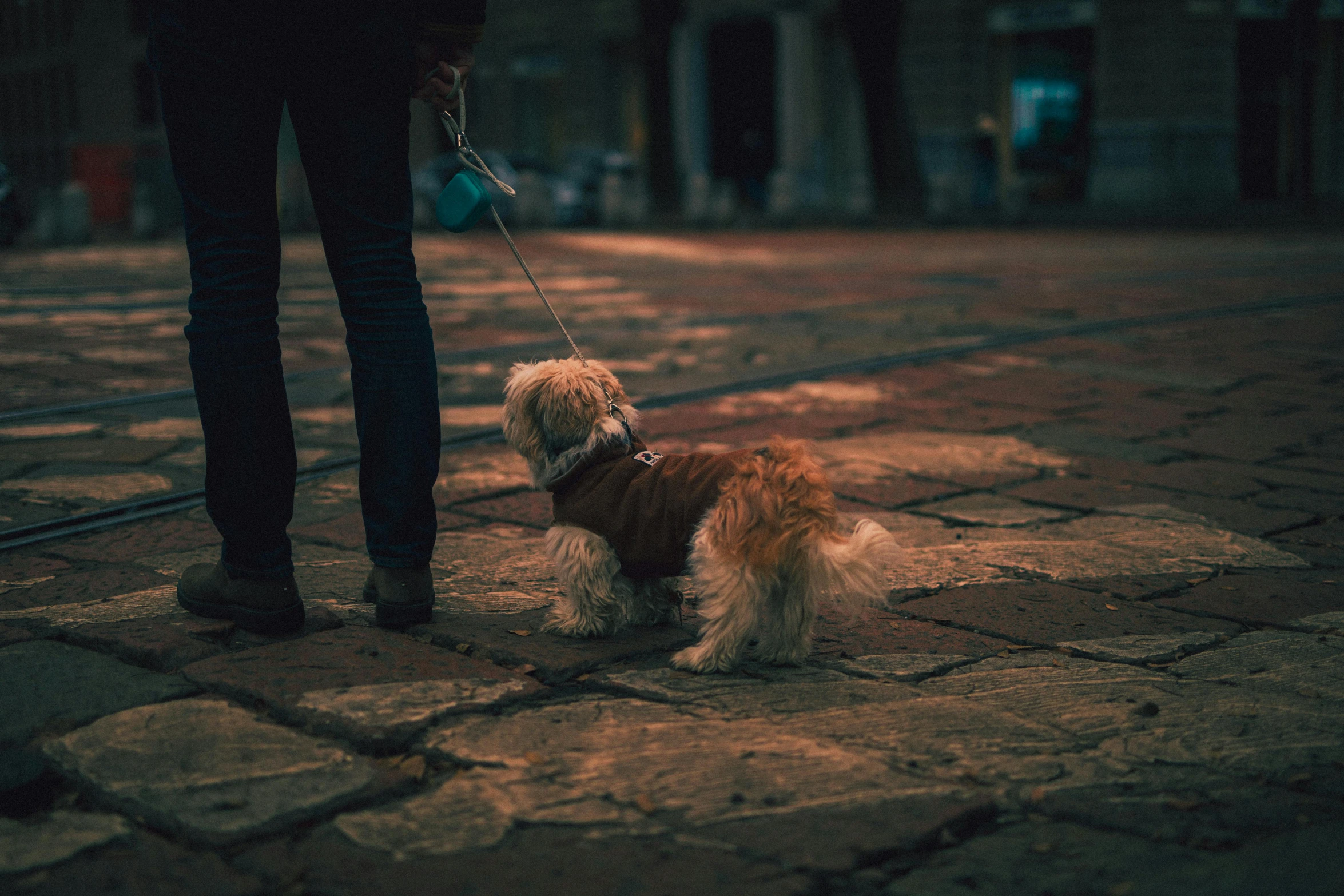 the small brown dog is on a leash