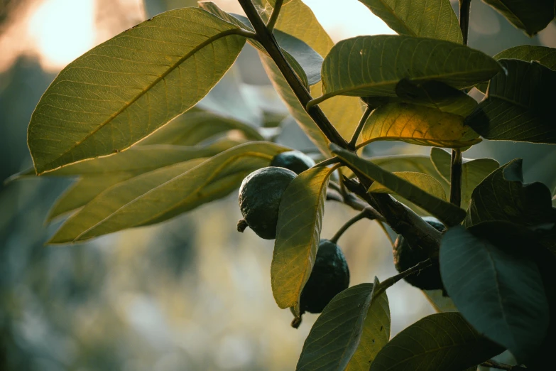 fruit is hanging on a tree nch with leaves