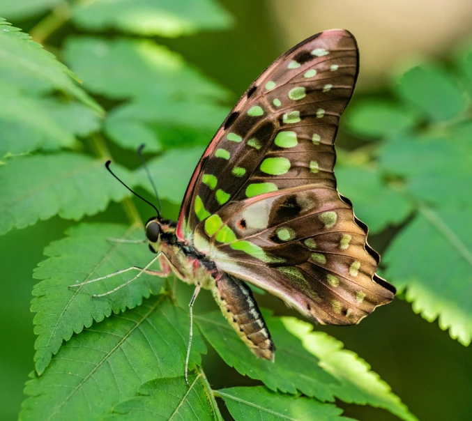 a brown and green erfly sitting on top of a green leaf