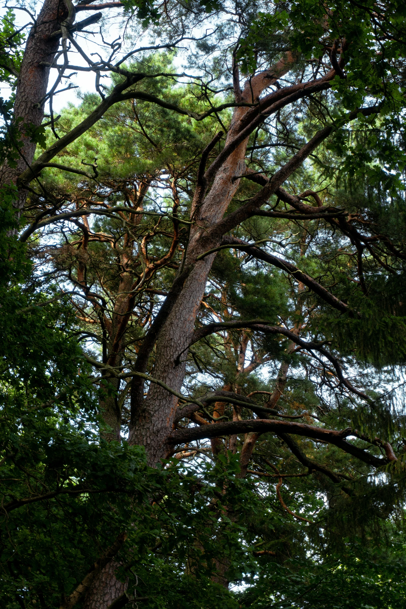 a clock in a park setting with tall trees