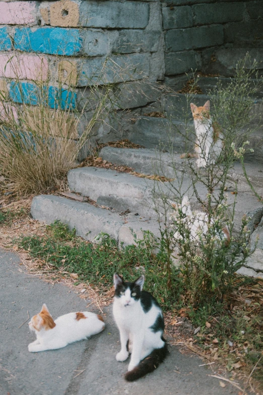 there are two cats sitting on the street side