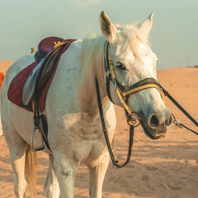 a close up of a white horse on a dirt surface