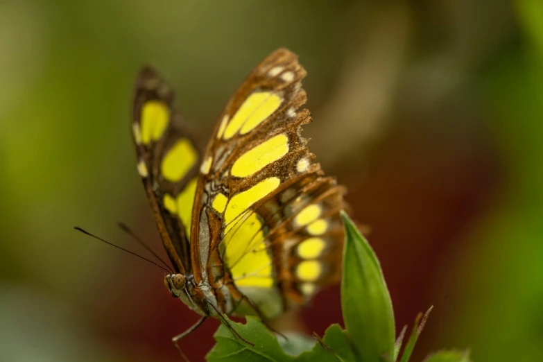 a beautiful erfly sitting on a green leaf