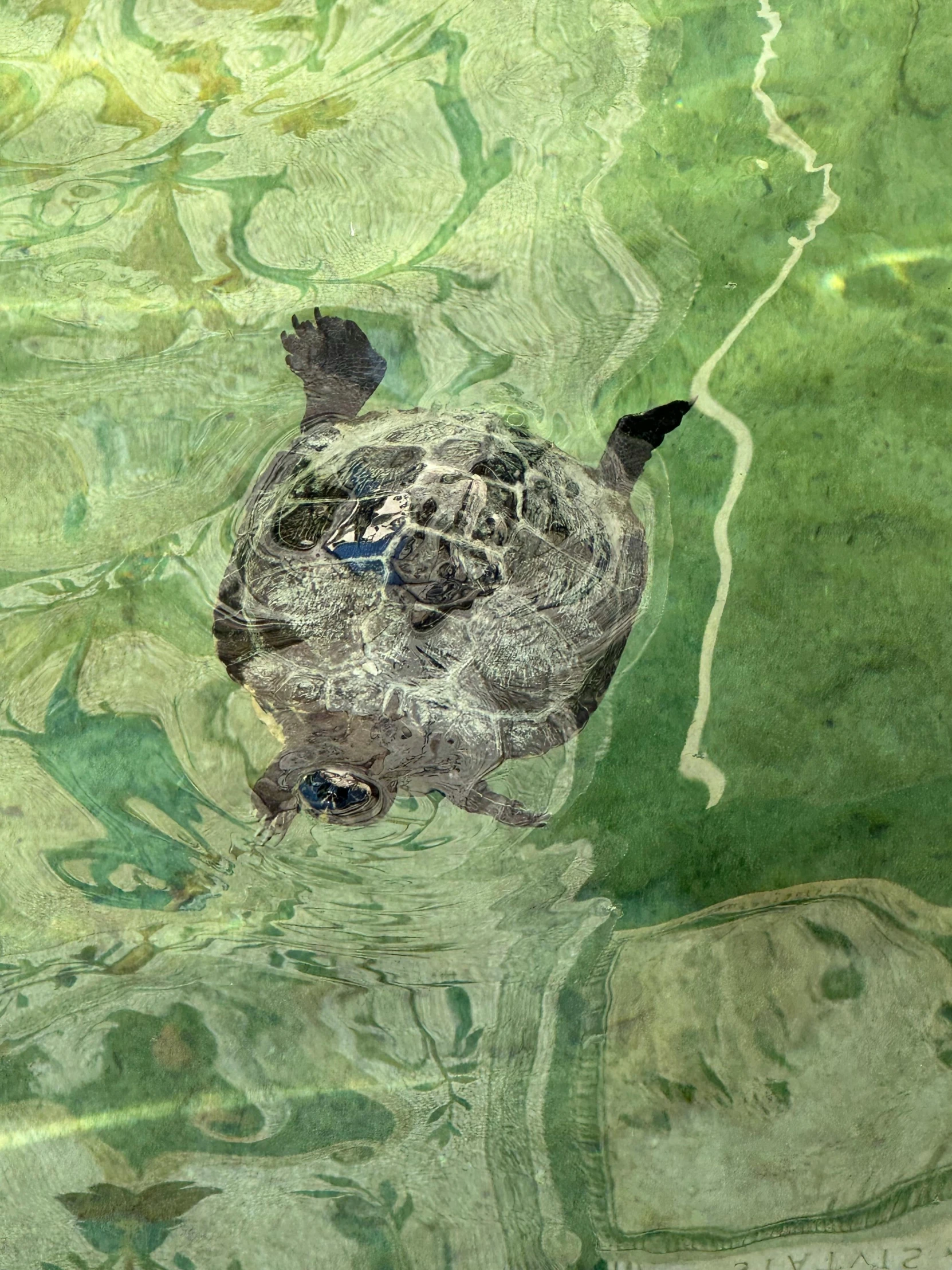 a view from above of a turtle looking down on the river