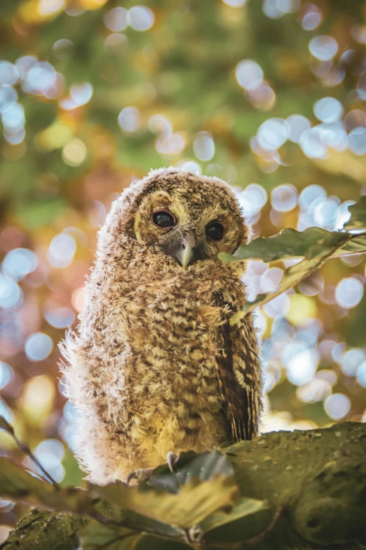 an owl standing on top of a green leafy tree nch