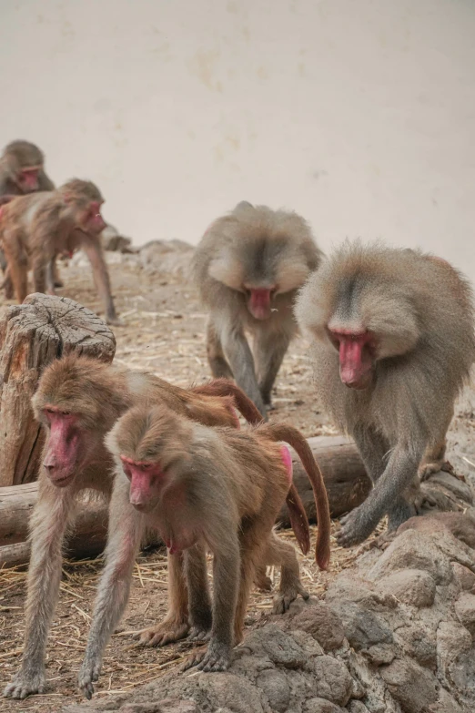 group of monkeys with their mouth open, playing together