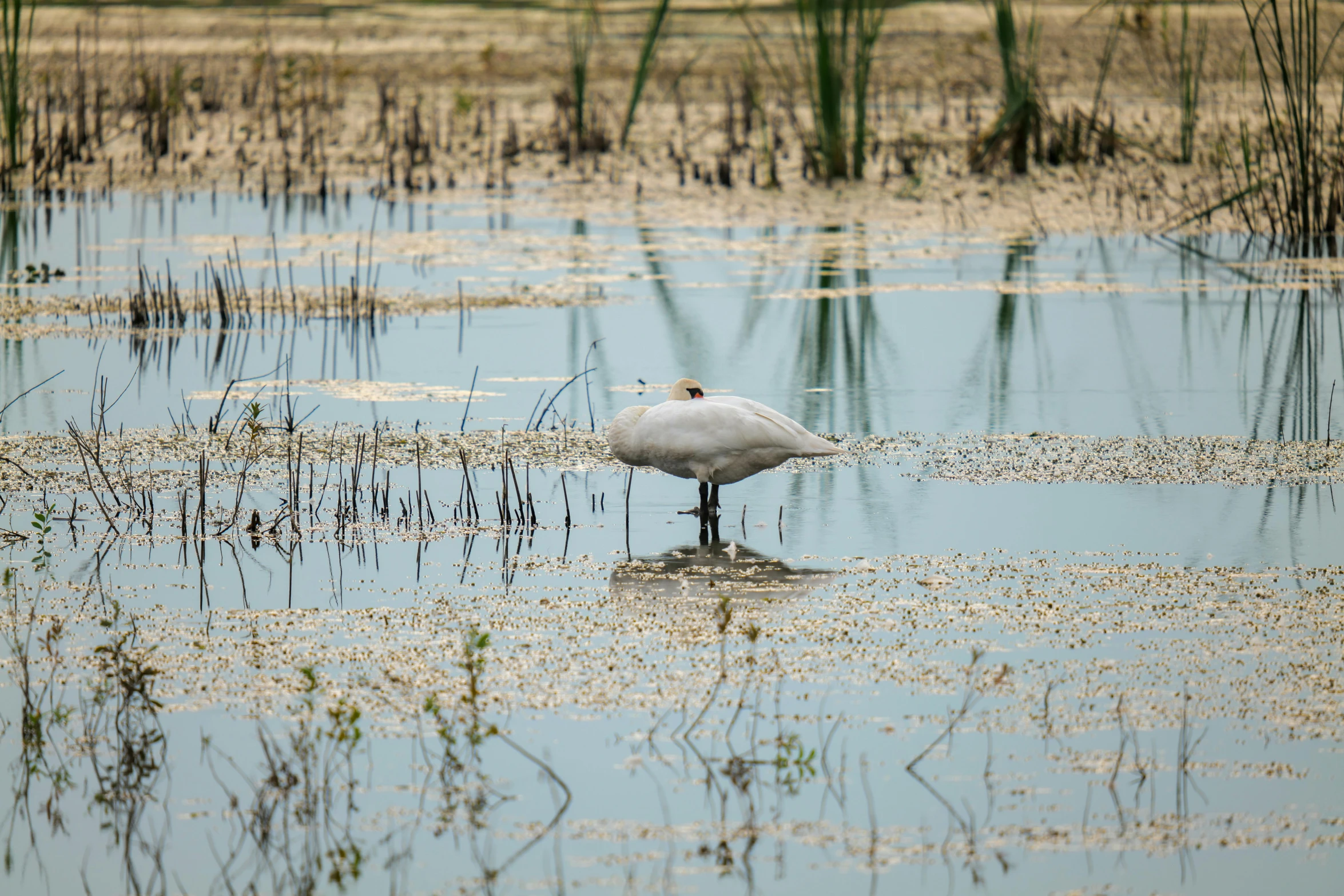 white bird is standing in shallow water in the wetlands