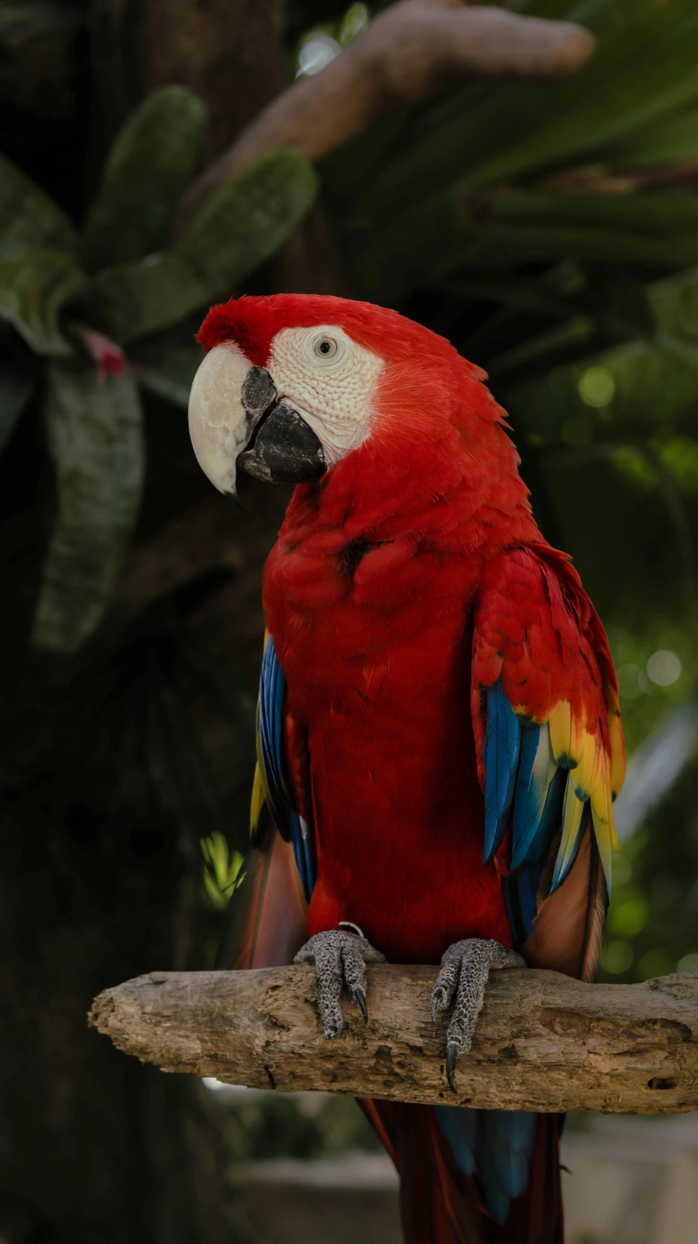 a colorful parrot is perched on a tree nch