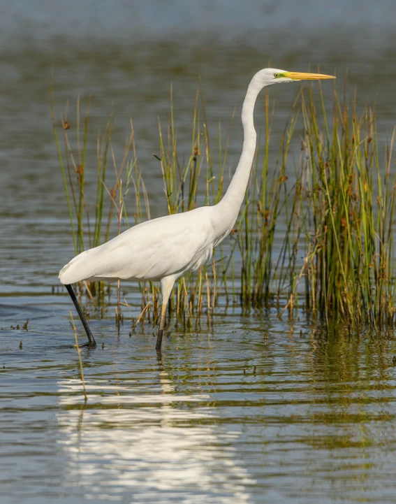 the white bird is standing on a large body of water