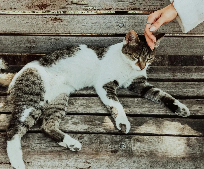 a cat is sitting on top of a bench