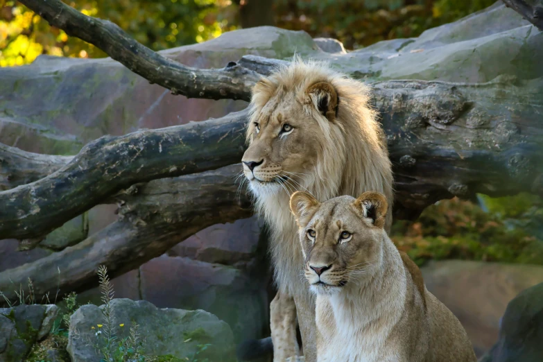 two lions standing next to each other next to rocks and trees