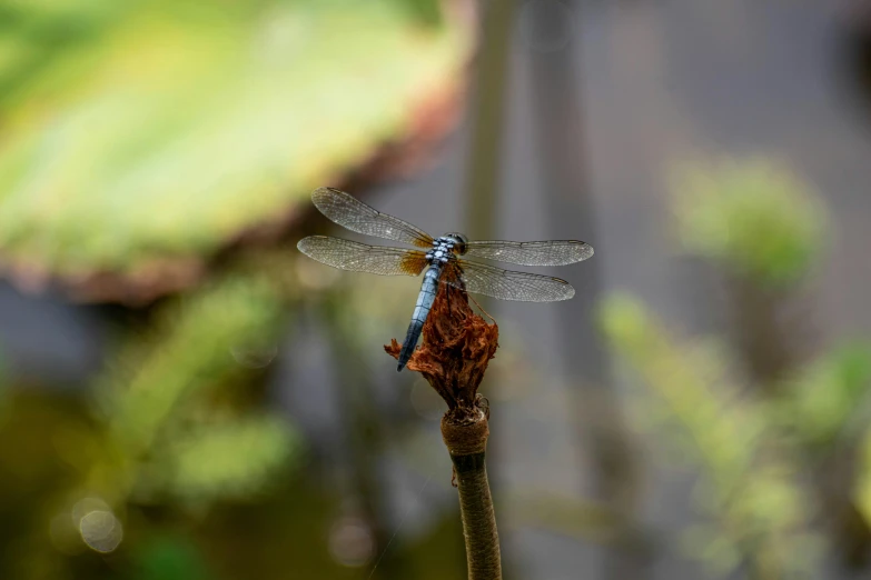 a blue and orange dragonfly is resting on a plant