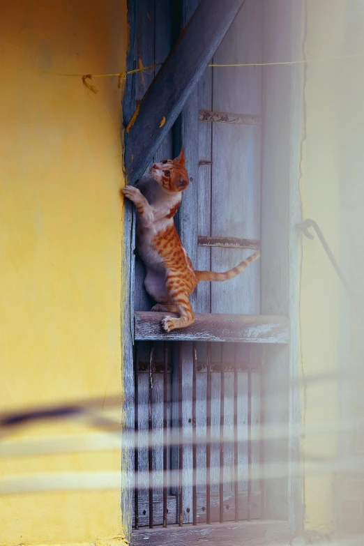 a cat sitting on the edge of a window sill