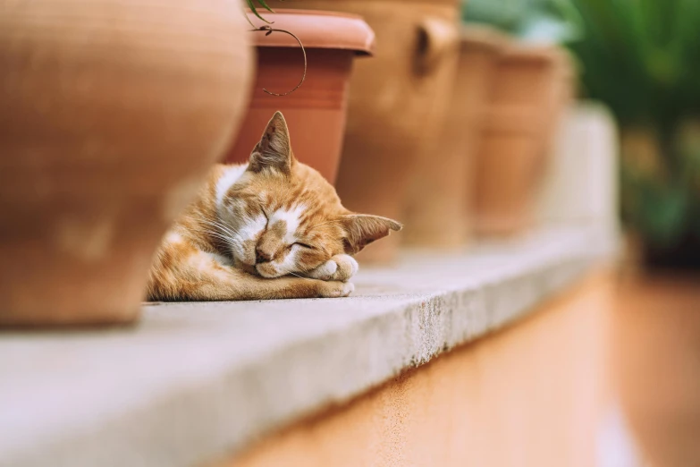 a cat sleeping on a ledge near a potted plant