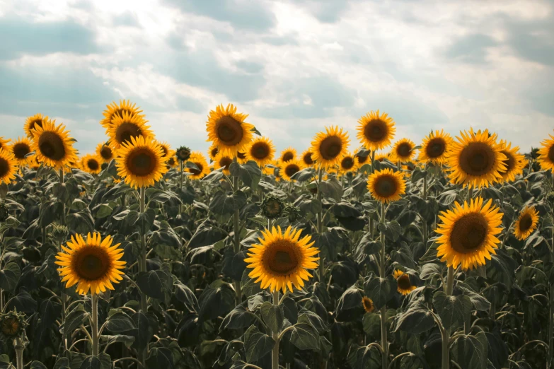 sunflowers in a field during a cloudy day