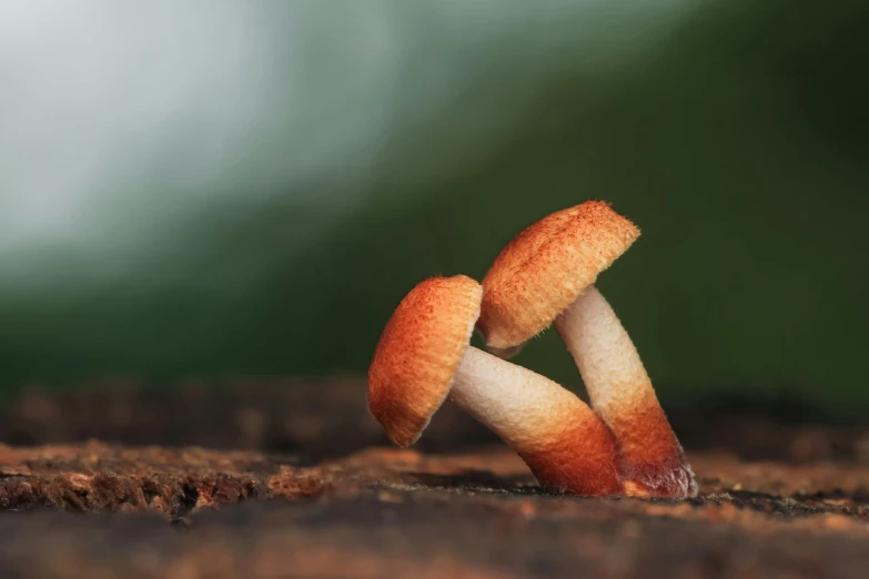 two mushrooms are stacked on top of each other