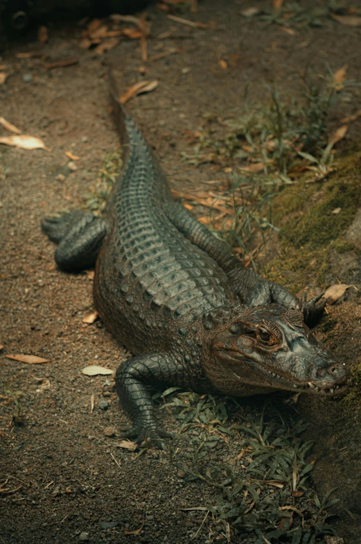 an alligator rests on the ground next to a tree