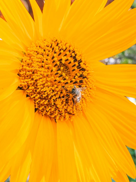 a bright yellow sunflower with a bee in the center