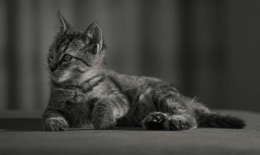 small kitten laying down and enjoying the sun