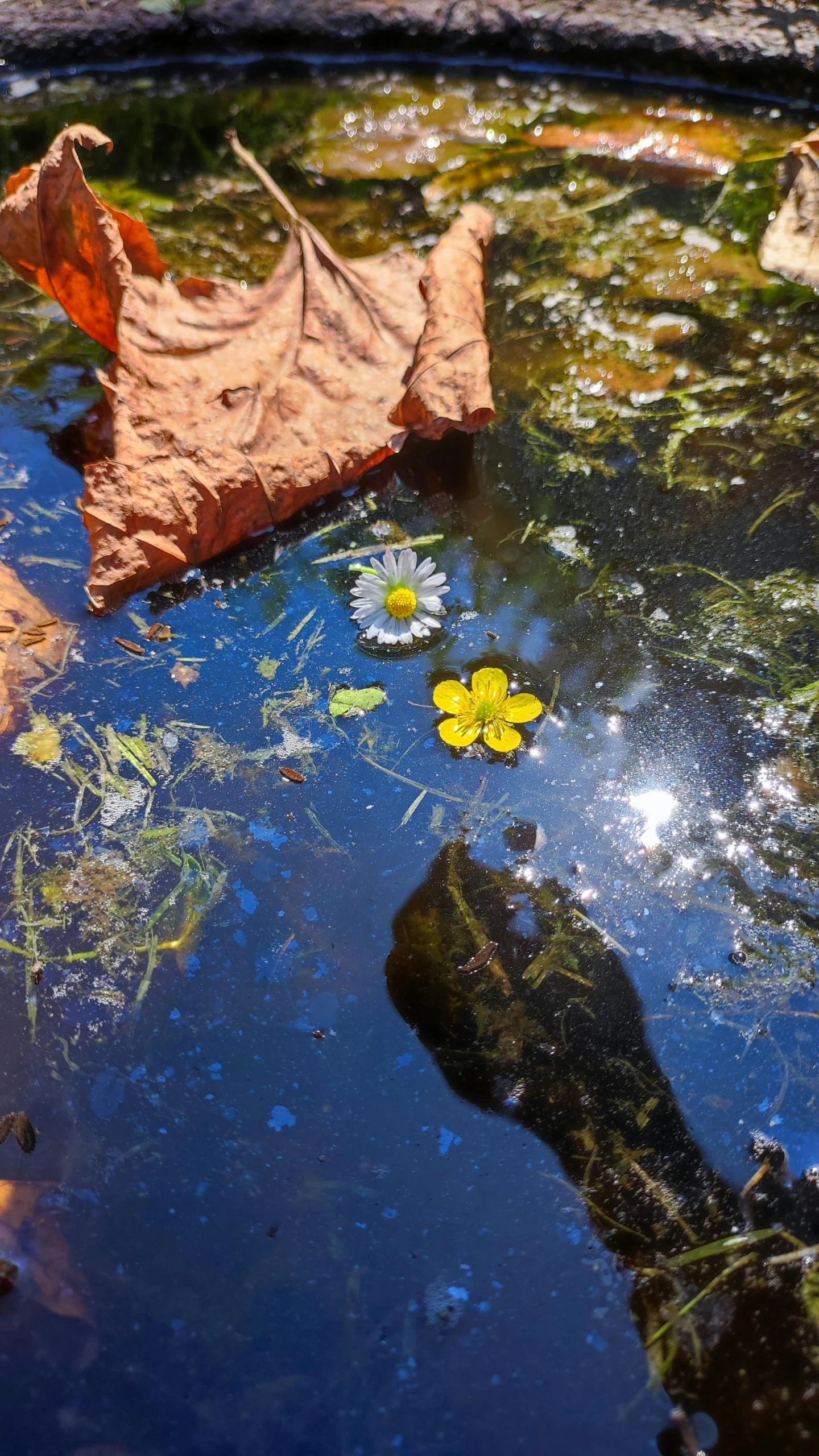 a leaf and flowers are floating in the water