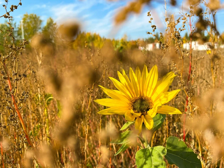 sunflower with bright yellow petals blooming in the field