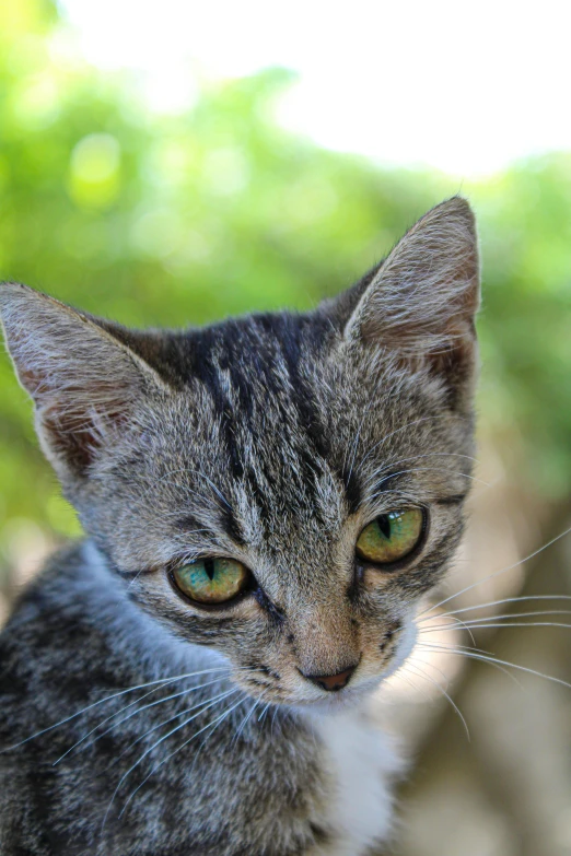 the cat is looking into the distance, near trees