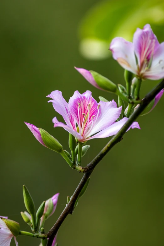 some pink flowers are blooming on a stem