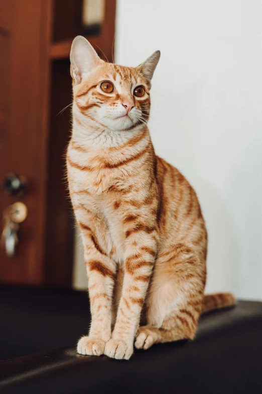 a cat is looking at the camera while sitting on top of a counter