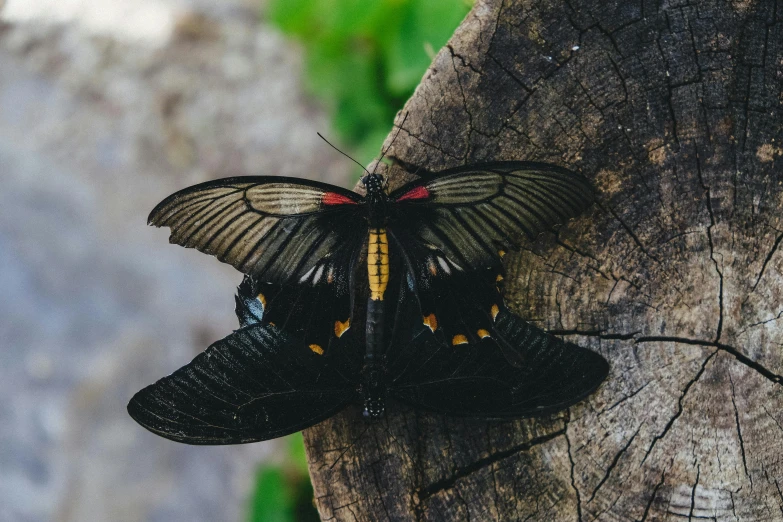 an orange and black erfly is resting on a tree trunk