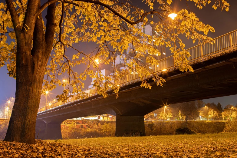 a bridge and trees at night near many lit lights