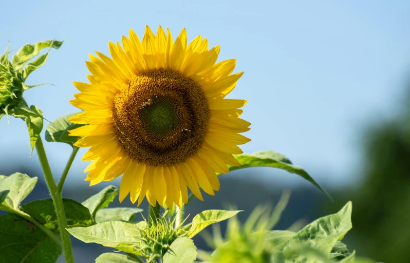 a sunflower is seen in the foreground, with other foliage