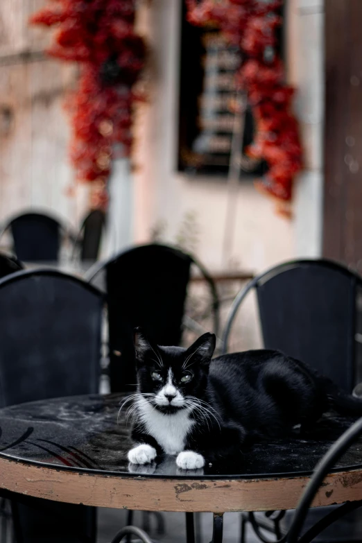 black and white cat sitting on top of an outdoor table