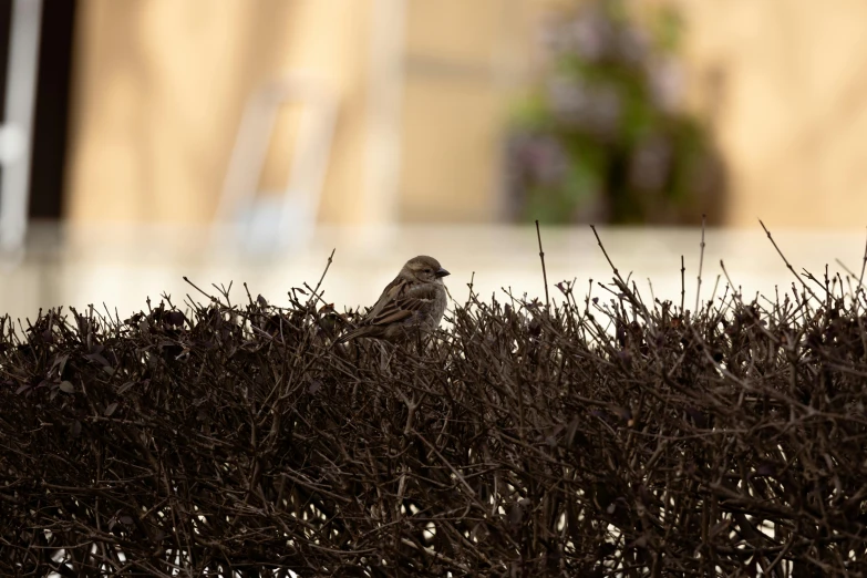 bird sitting on the edge of grass near an iron fence