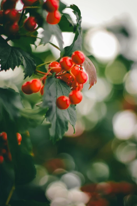 red berries are still on the tree